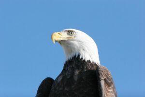 eagle, prohibited in Old Testament food laws